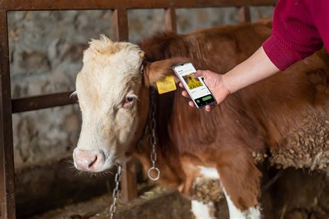 replacement rfid cattle tag|livestock tagging system.